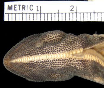 Media type: image; Herpetology R-53262